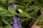 Oblongleaf snakeherb